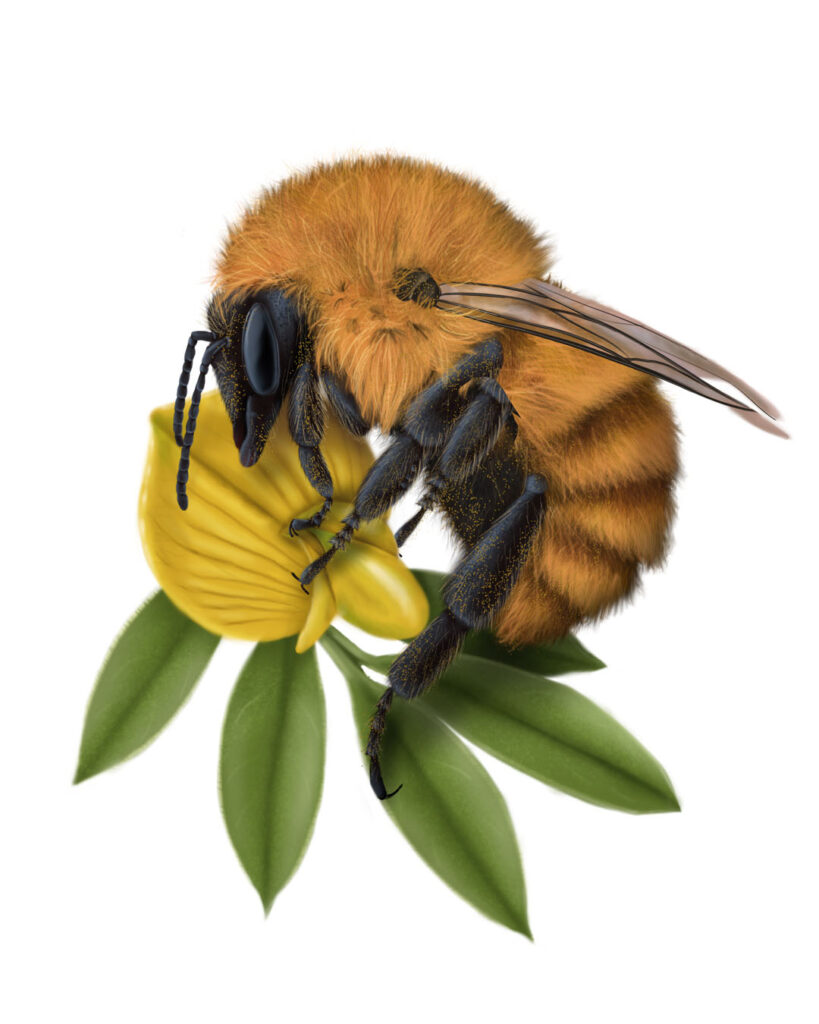 Chilean bumblebee, red bumblebee, giant bumblebee, southern mangangá, or forest bumblebee (Bombus dahlbomii).