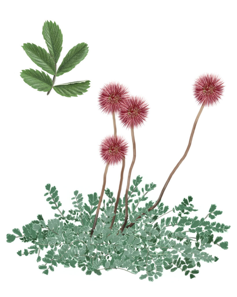 Altiplano flower – Acaena – Botanical illustrations