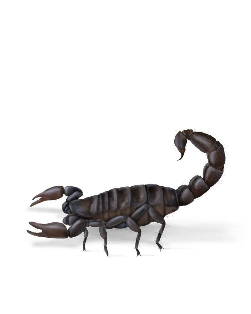 Scorpion. Digital illustration created in Procreate — arthropod illustrations