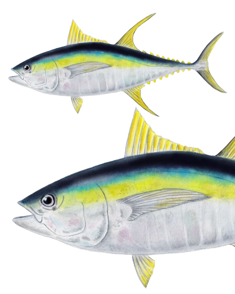 Yellowfin tuna watercolor for the Explora Rapa Nui hotel menu — fish illustrations