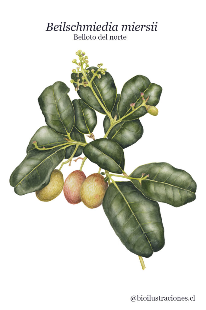 Illustration of the northern belloto