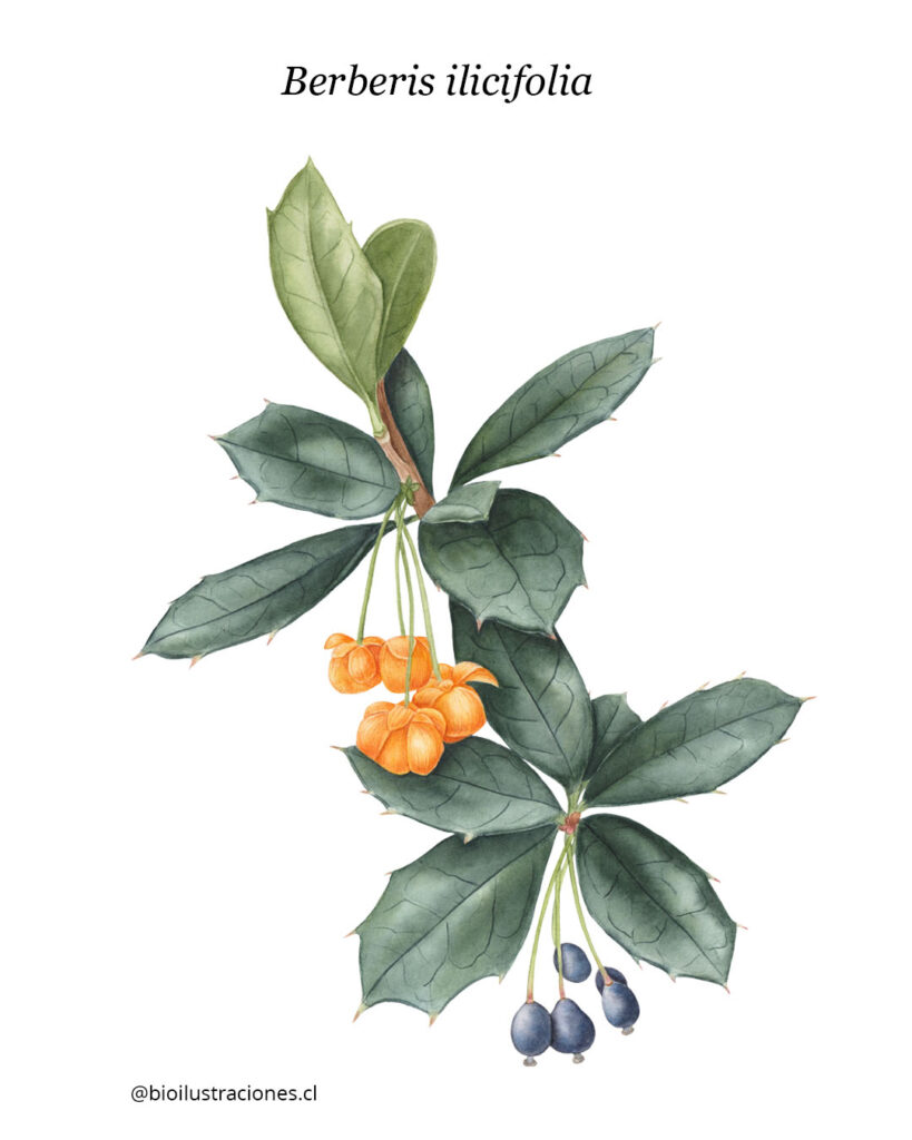 Berberis ilicifolia — botanical watercolor illustrations