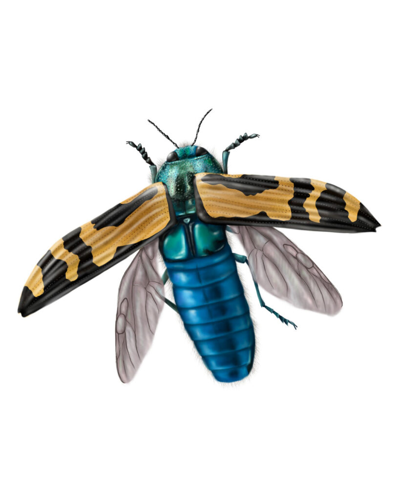 Illustration of a jewel beetle – insect illustrations.