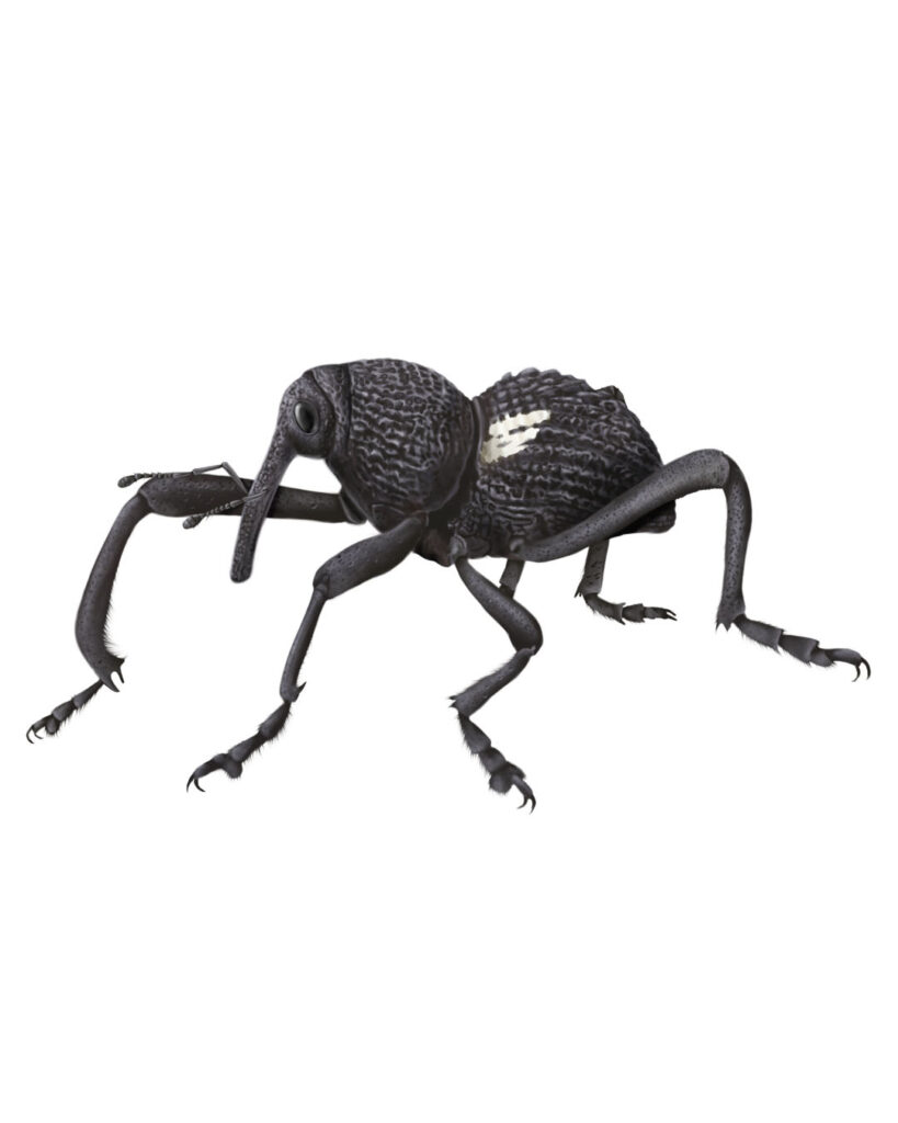 Insect illustration - Rhyephenes humeralis, Burrito