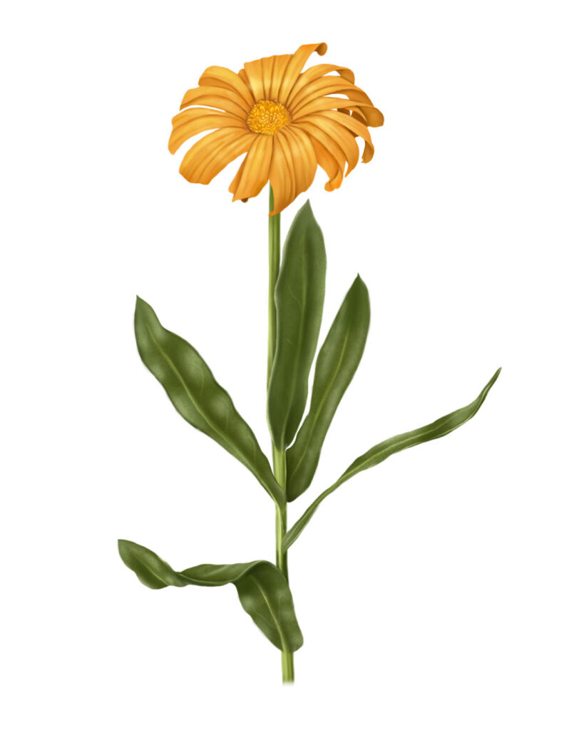 Digital Botanical Illustration of the Calendula Flower (Calendula officinalis), a Pollinator-Friendly Species