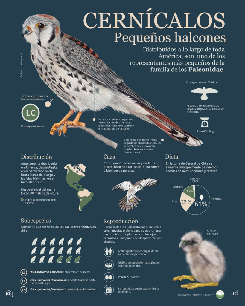Infographics about kestrels