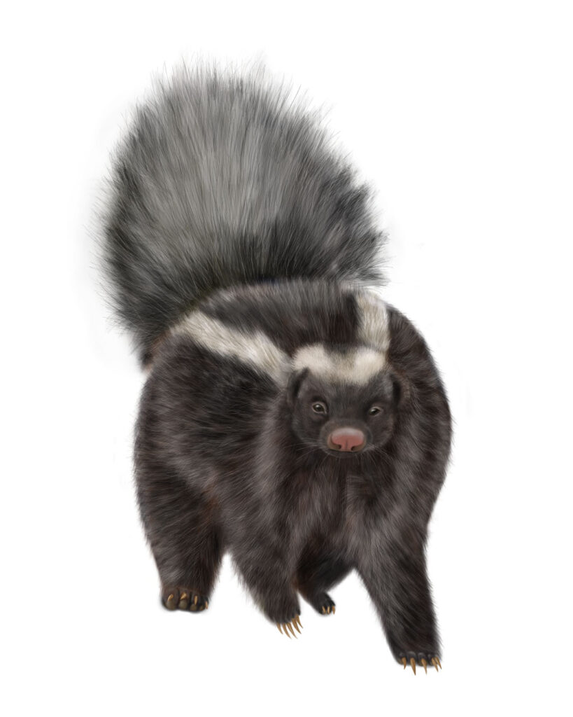 the chingue, a native species of Chile.