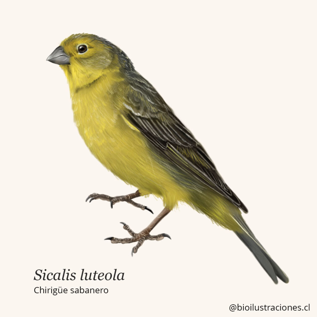 grassland yellow finch (Sicalis luteola)