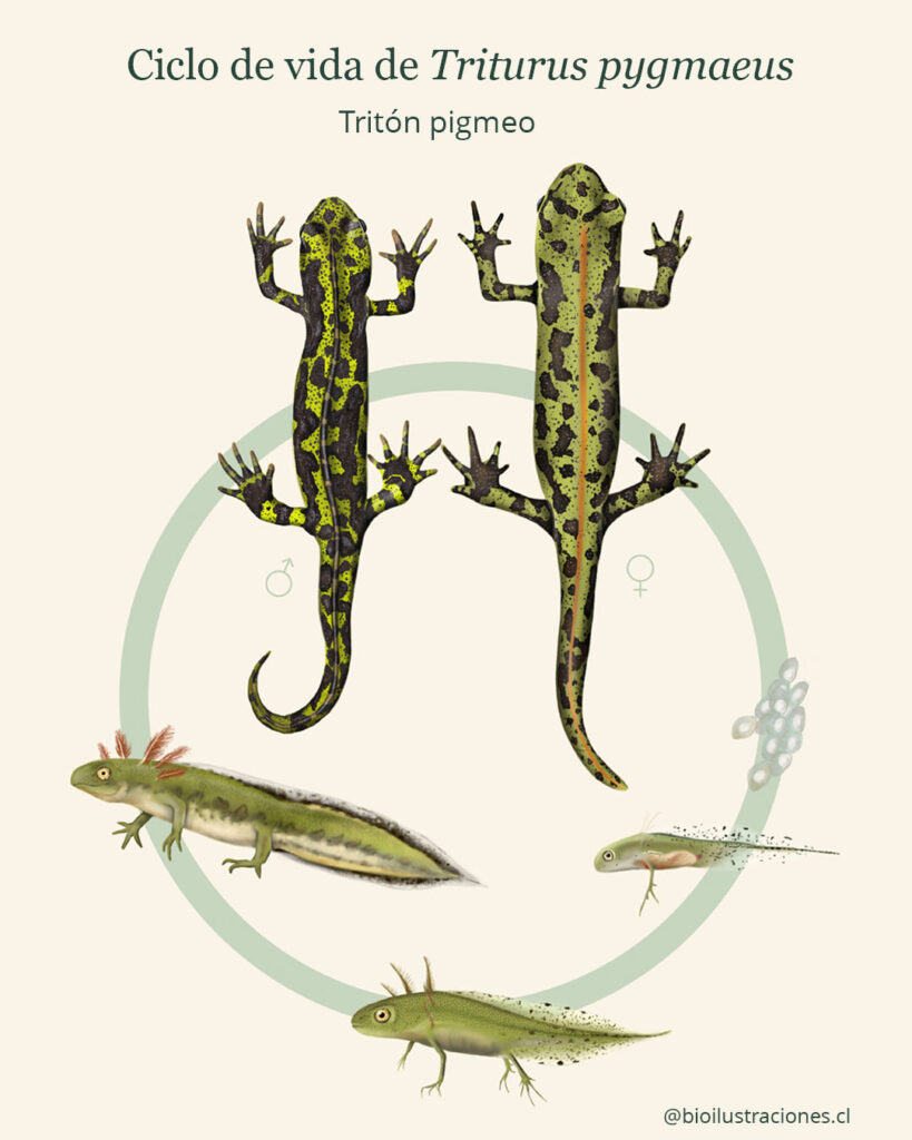 Illustration of a salamander life cycle. Digital technique — amphibian illustrations and infographics