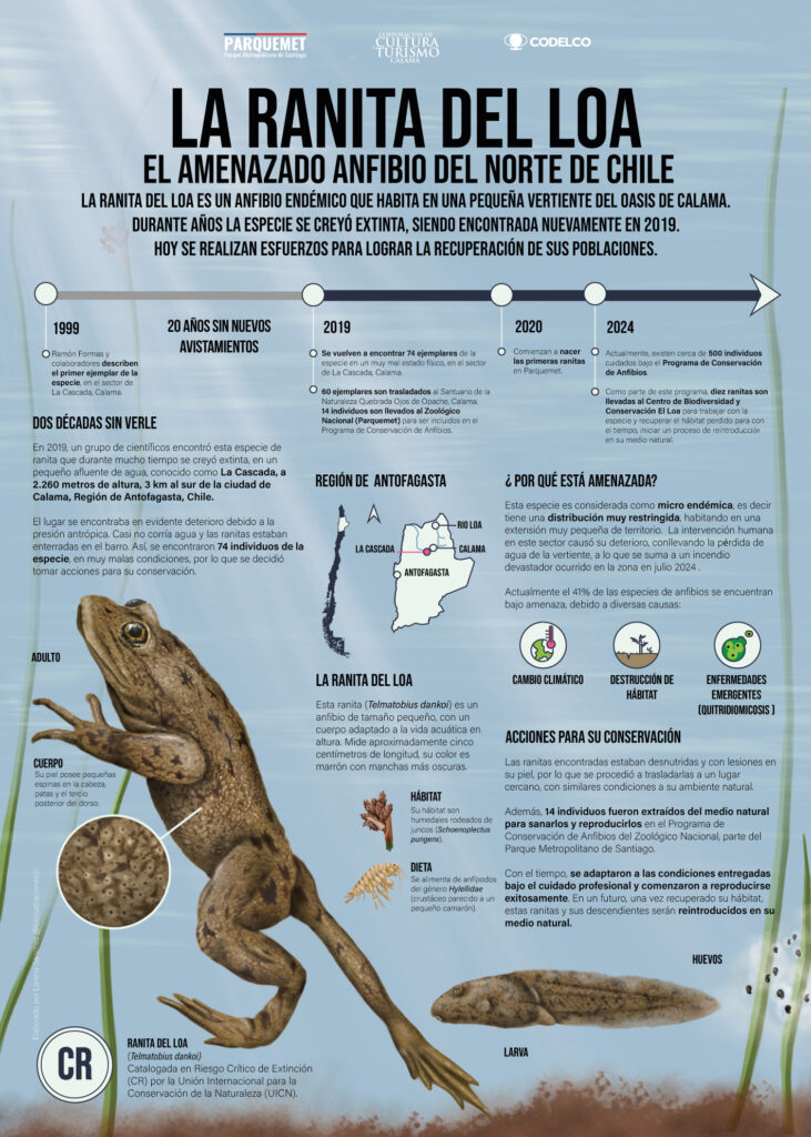 The Loa Frog: A Threatened Amphibian of Northern Chile – Infographics.