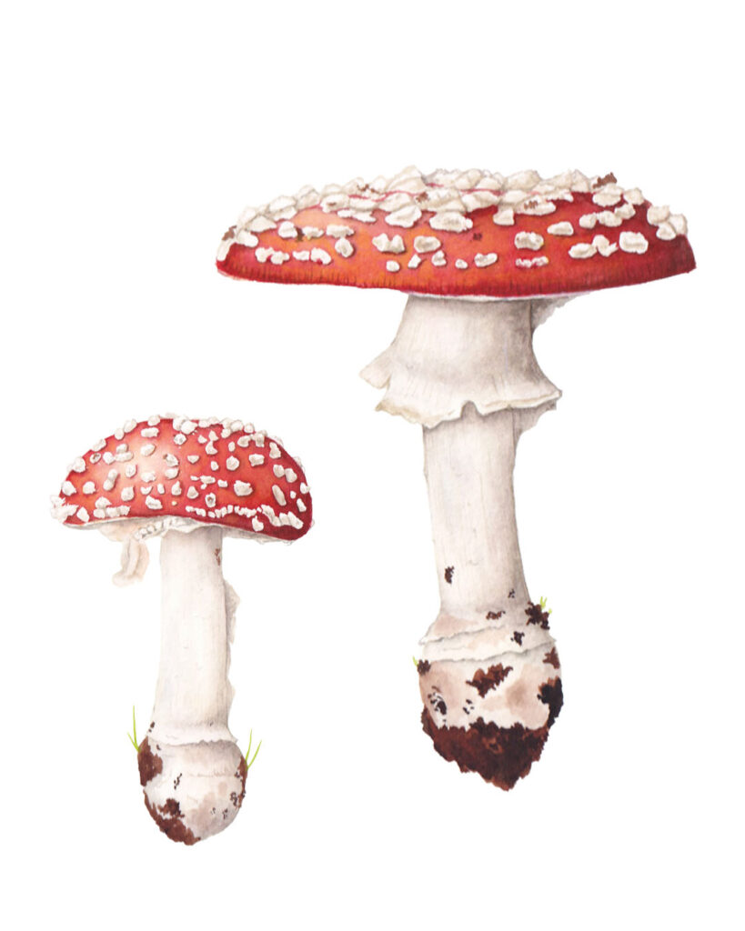 Amanita muscaria