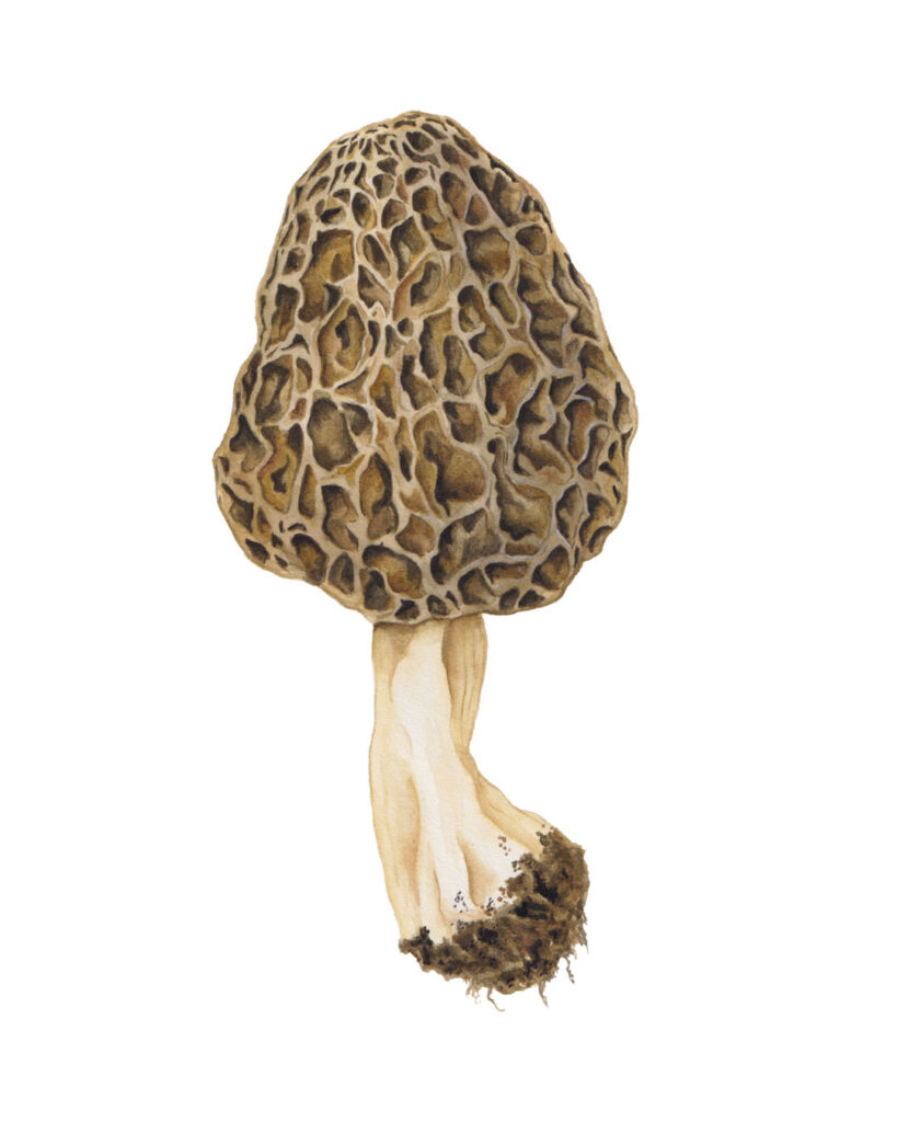 Morchella fungi
