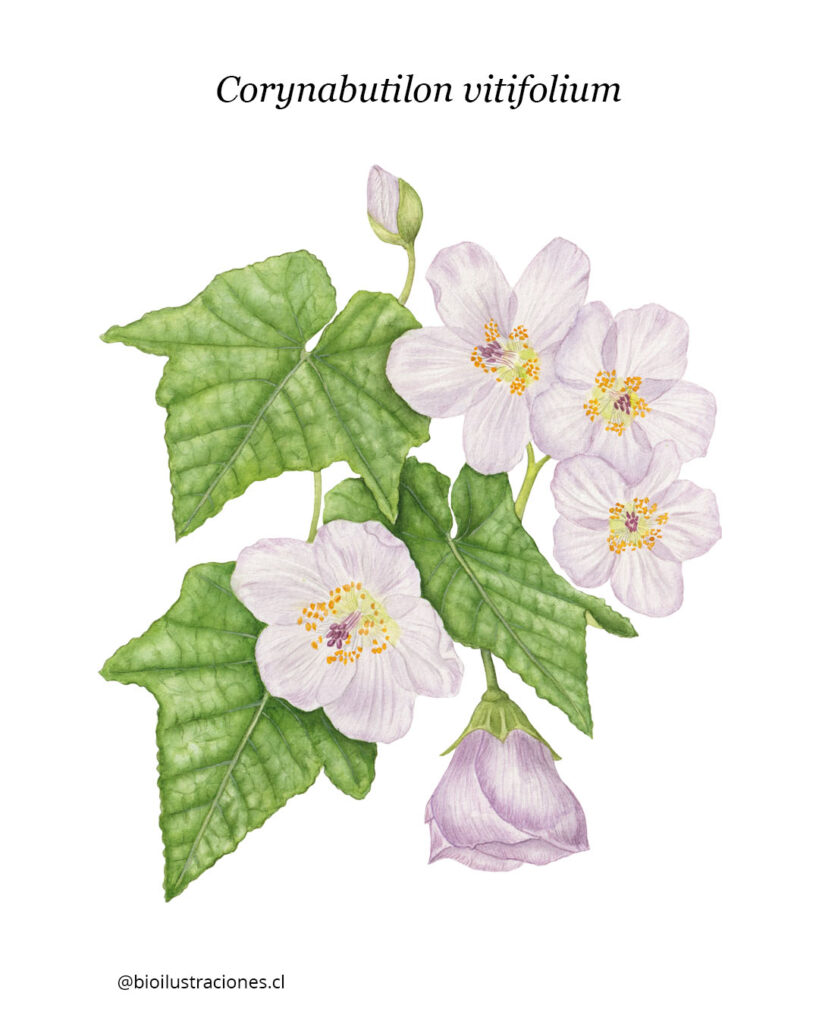 Corynabutilon vitifolium — botanical watercolor illustrations
