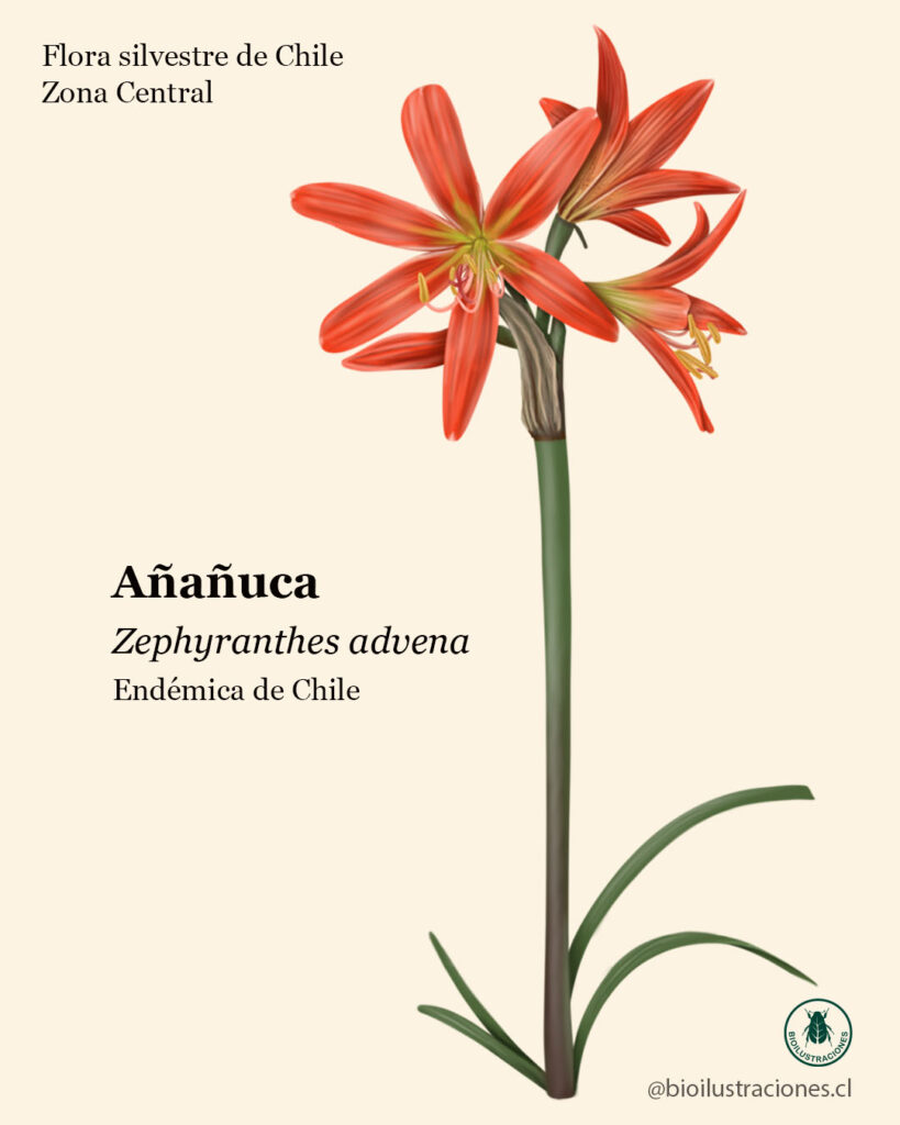 Digital Botanical Illustration of the Añañuca Flower (Zephyranthes advena),