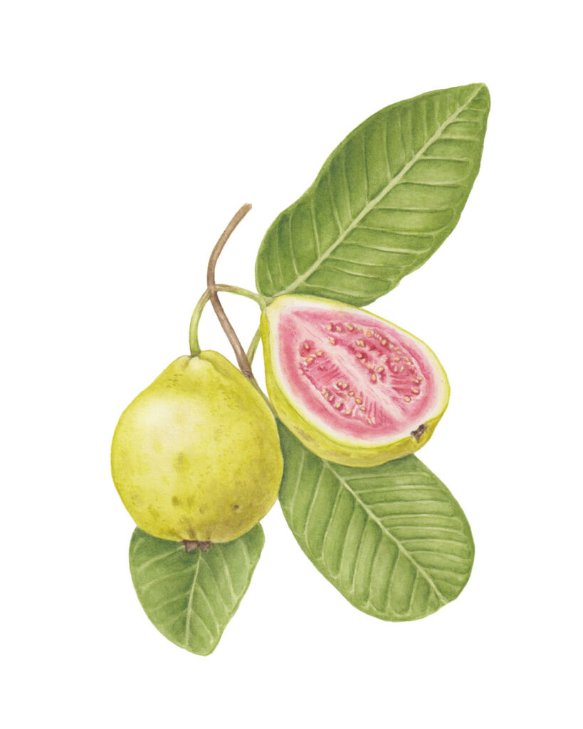 Guavas (Psidium guajava) — botanical watercolor illustrations