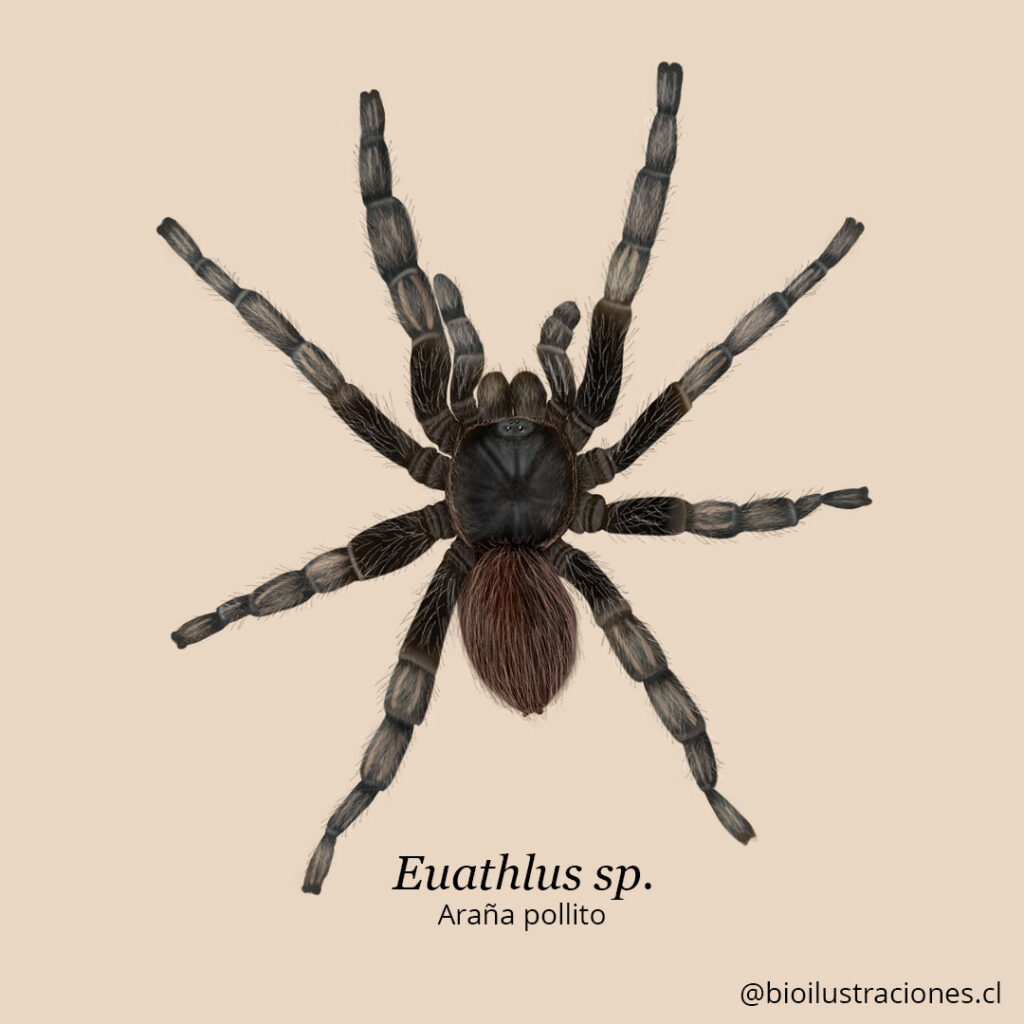 Tarantula, also known as “araña pollito” — fish and arthropod illustrations