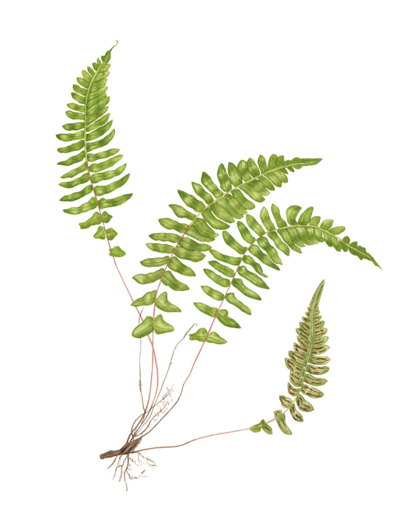 Fern illustration
