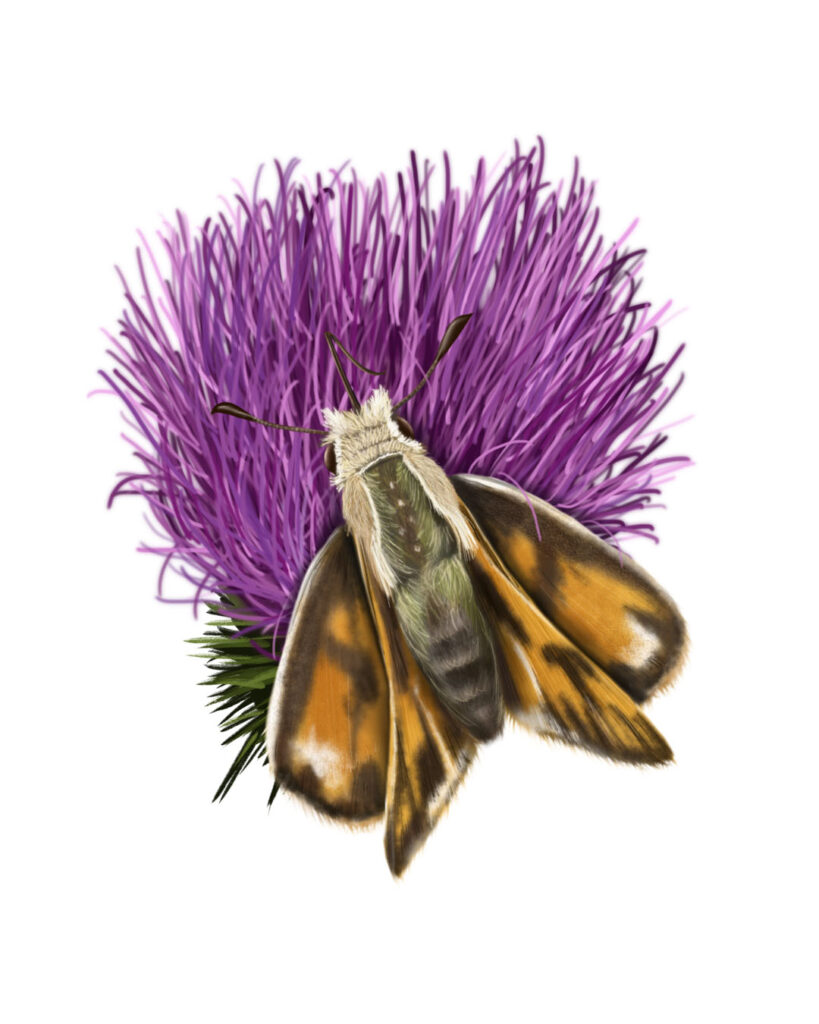 Field Hesperia butterfly pollinating a flower