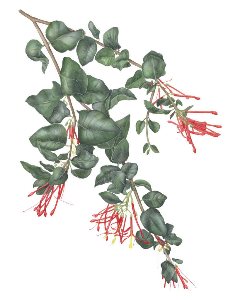 Quintral (*Tristerix corymbosus*)