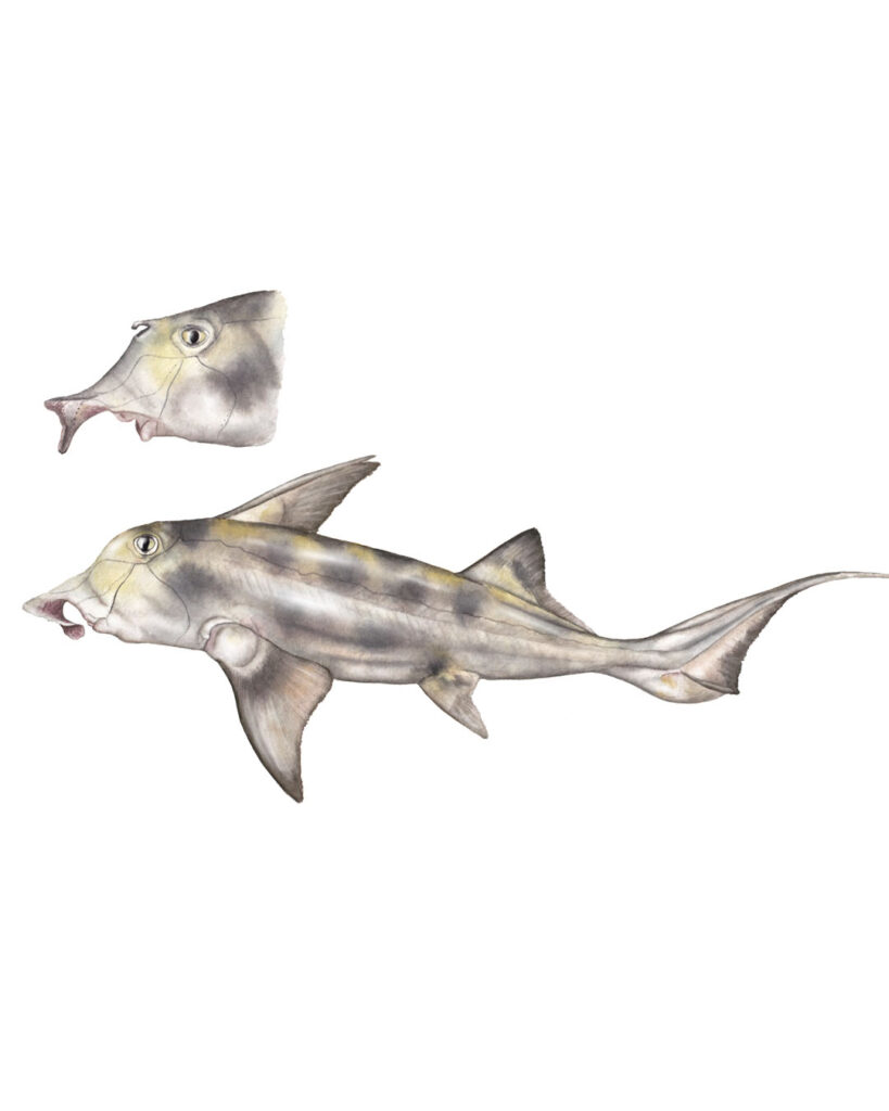Peje gallo (*Callorhinchus callorynchus*) — fish and arthropod illustrations