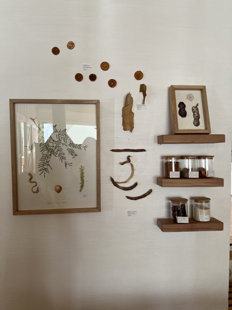 Decorative watercolor illustration — digital botanical illustrations — Explora Hotel