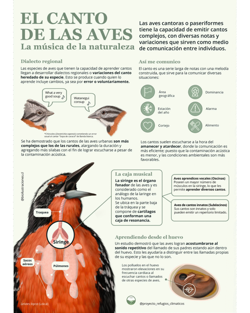 The song of birds – infographics