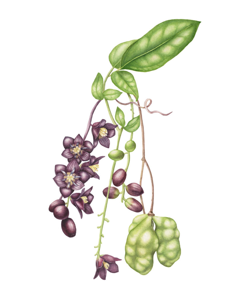 Coguil (or cogüilera) illustration (Lardizabala biternata)