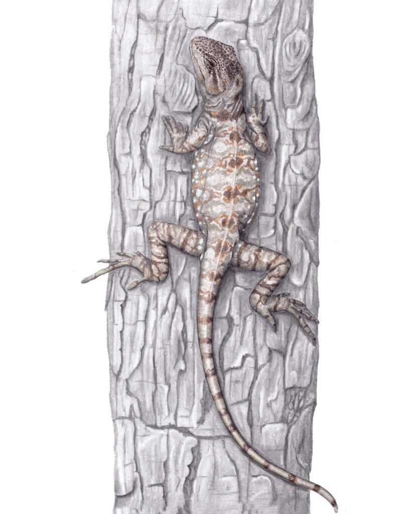 Illustration of Álvaro’s lizard or Álvaro’s grunter (Pristidactylus alvaroi)