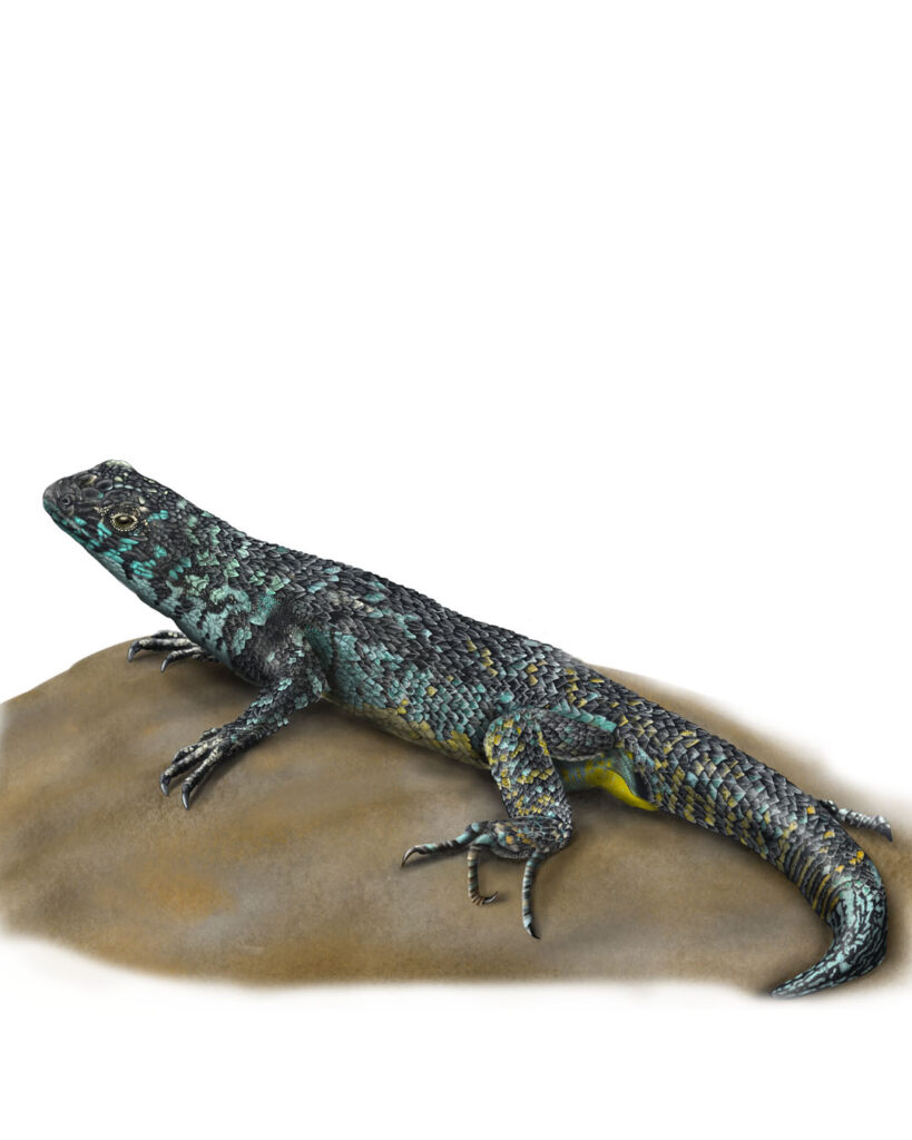 Head detail of an endemic Chilean reptile illustrated with Polychromos colored pencils.