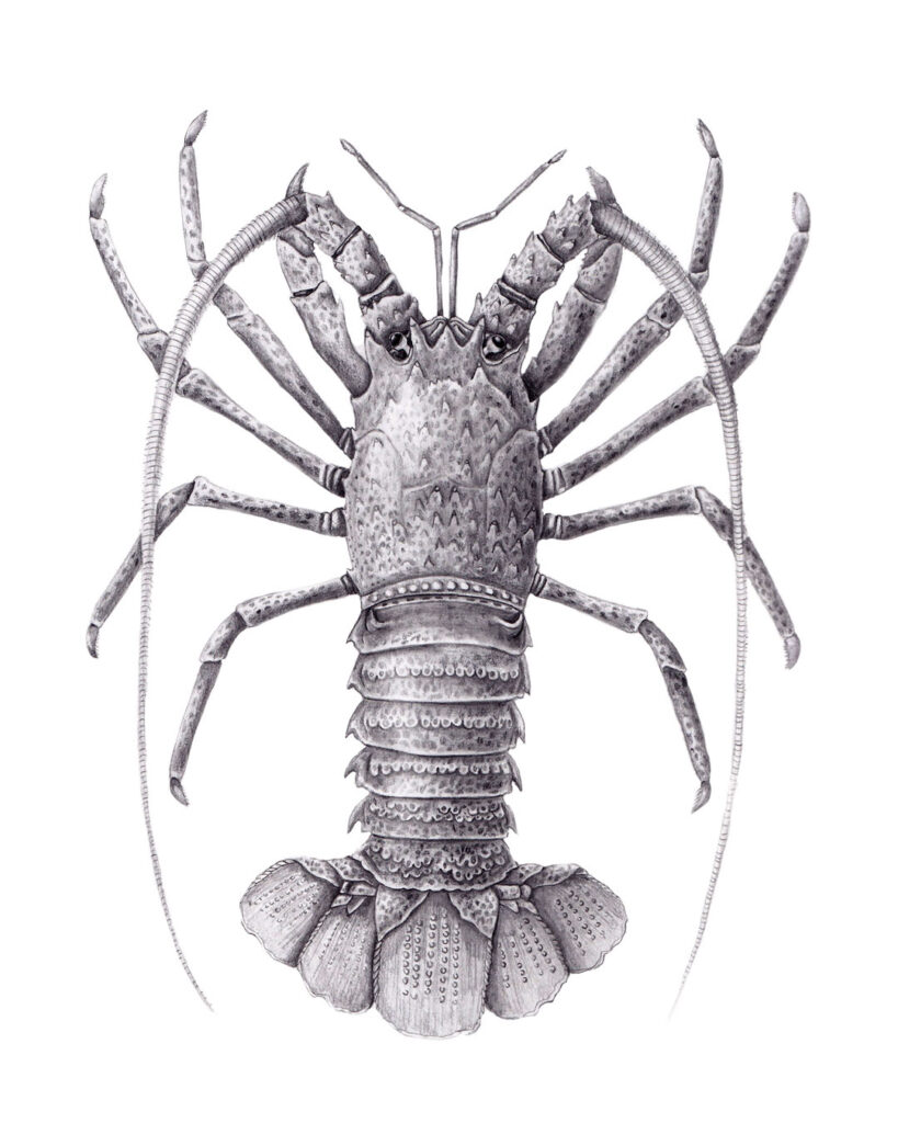 Crustacean in graphite pencil — fish illustrations