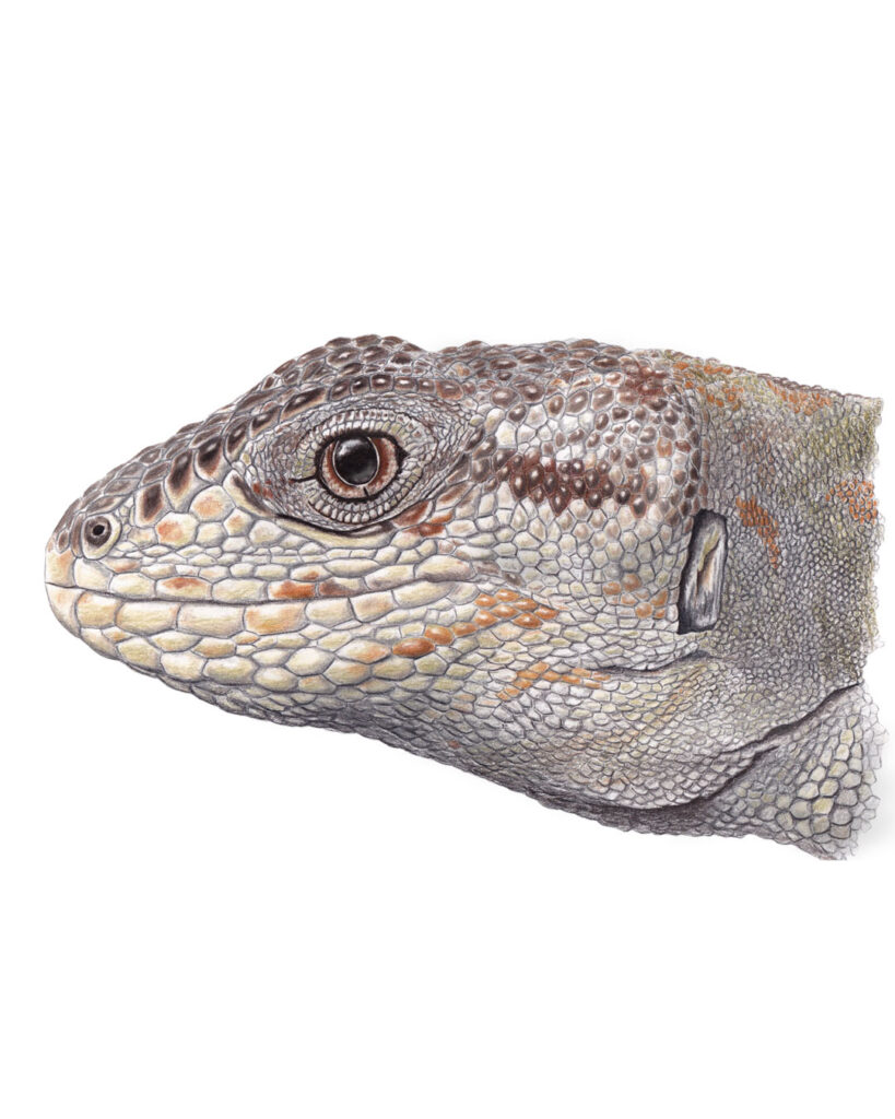 Zapallar lizard — Álvaro’s grunter — reptile and amphibian illustrations