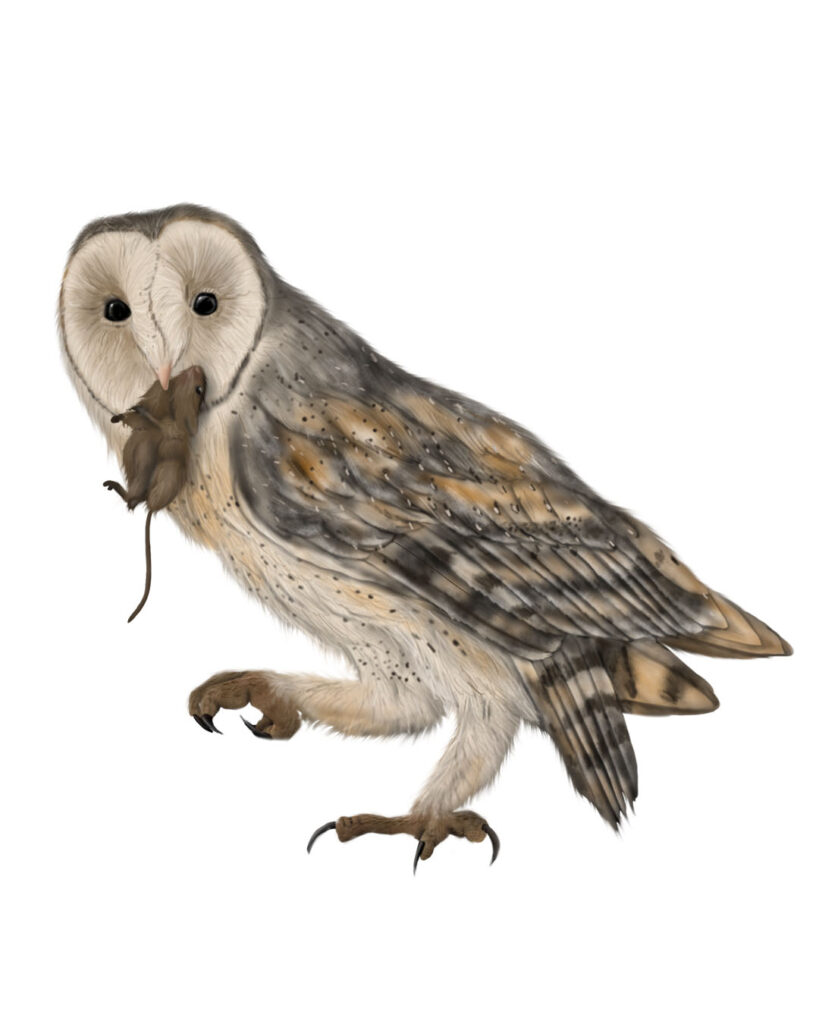 Barn Owl (Tyto alba) — Bird and Mammal Illustrations