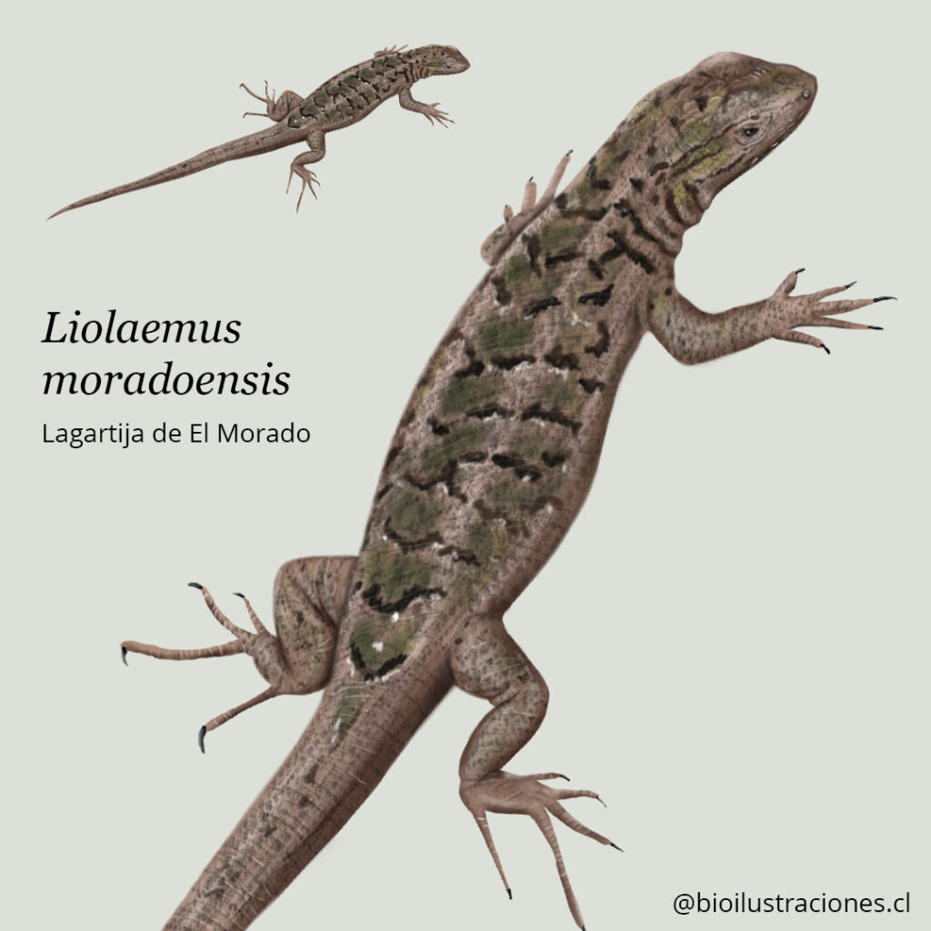 Liolaemus moradoensis