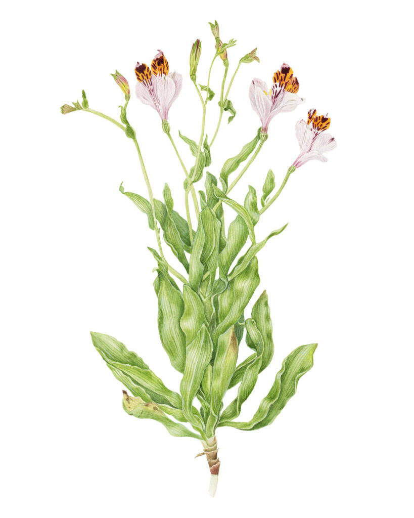 Alstroemeria pulchra— botanical watercolor illustration