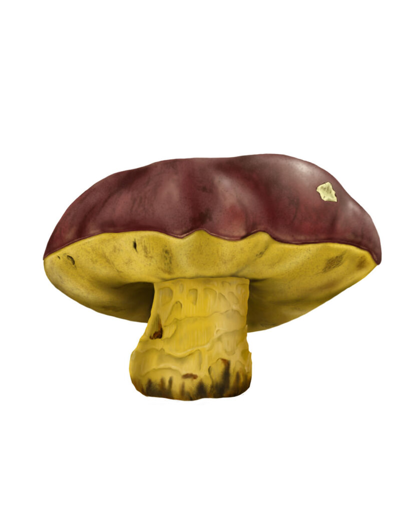 Digital Fungi for the Fungi Hall