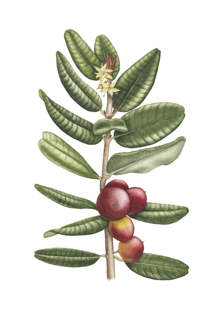 Chilean lúcuma illustration (Pouteria splendens)