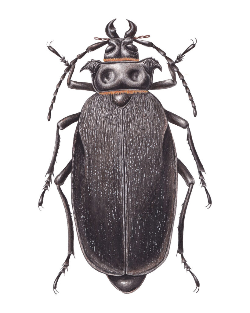 Acanthinodera cummingii, ‘Mother of the Snake’ – insect illustrations.