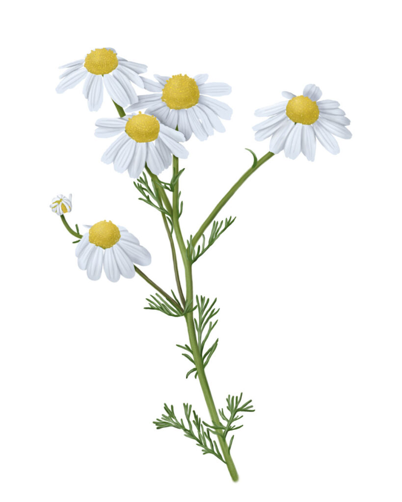 Illustration of chamomile