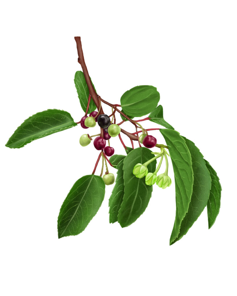Illustration of Maqui, Aristotelia chilensis – Botanical illustrations
