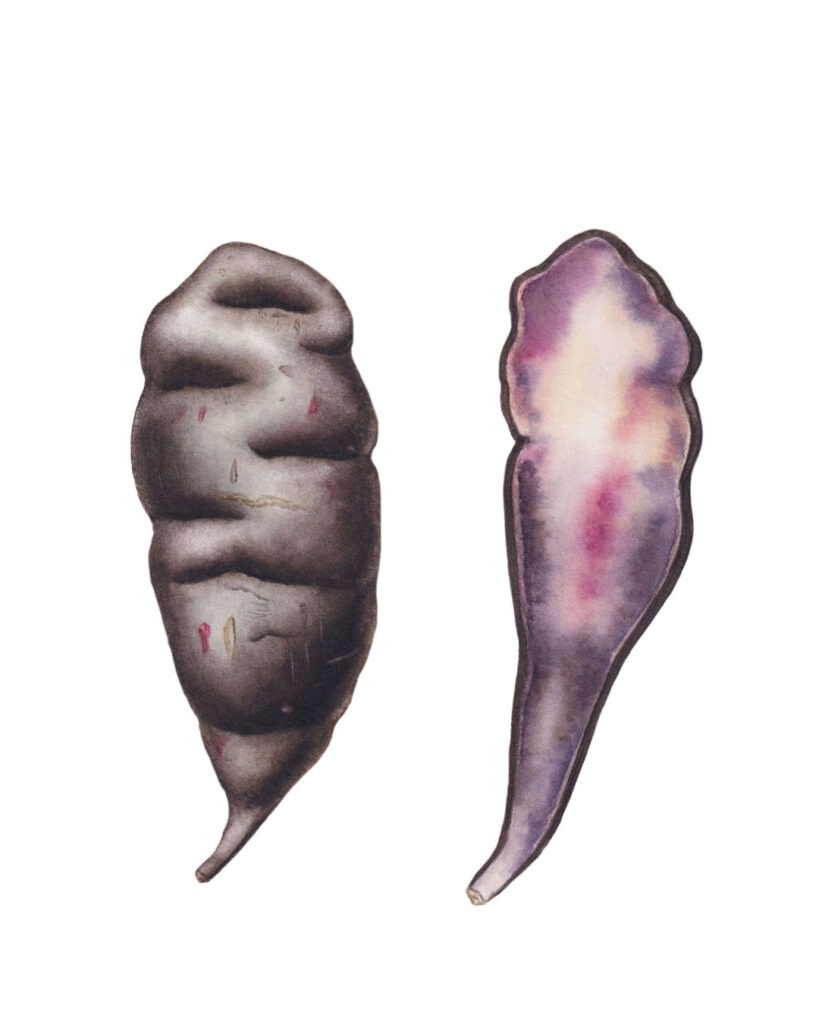 Black mashua Andean tuber — digital botanical illustrations