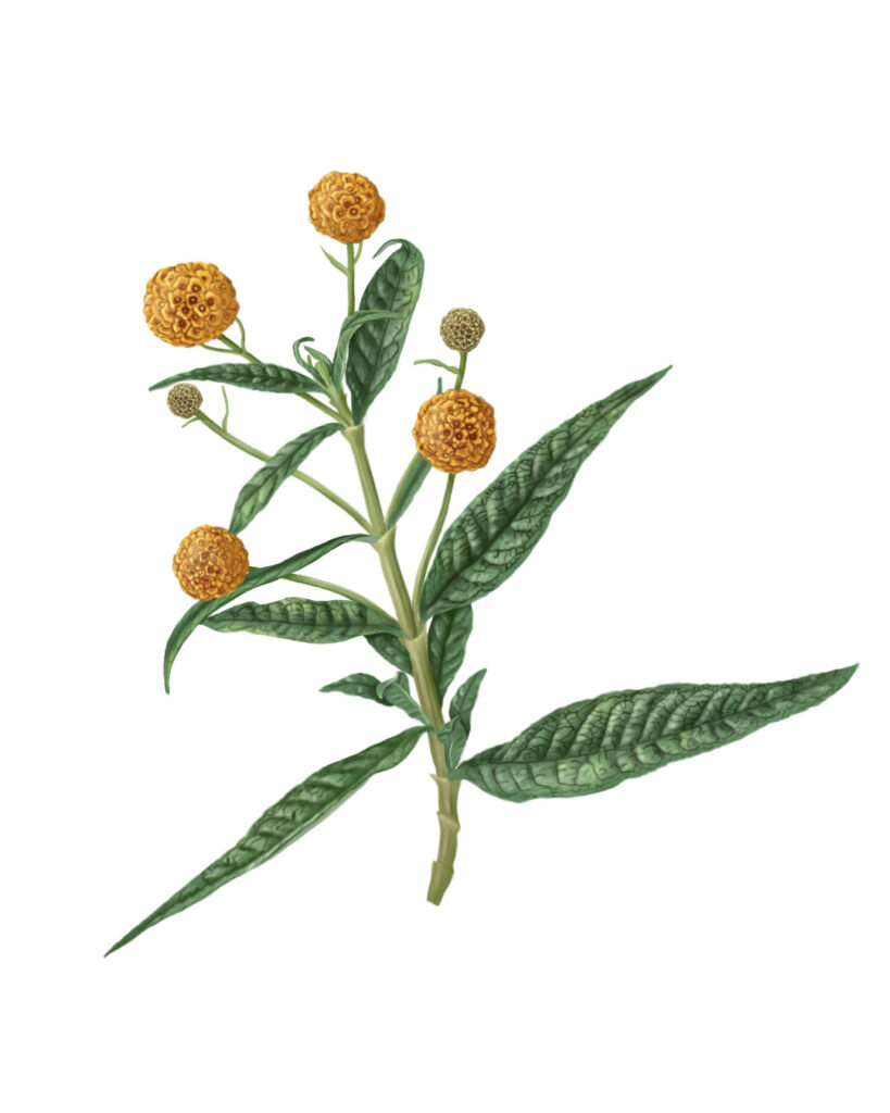 Digital illustration of Matico, Buddleja globosa