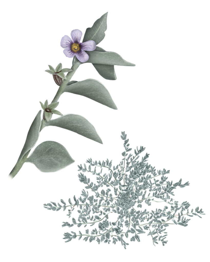 Illustration of a high-Andean plant – Digital botanical bio-illustrations