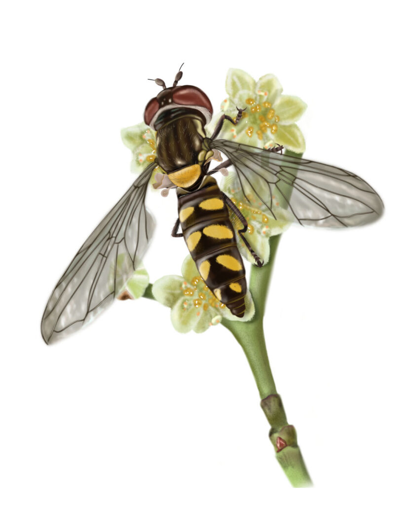 Illustration of a pollinating garden flower fly – insect illustrations