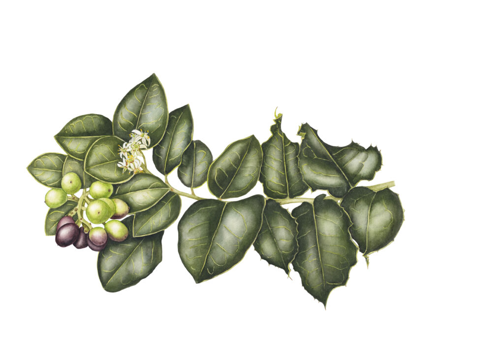 Naranjillo illustration (Citronella mucronata)