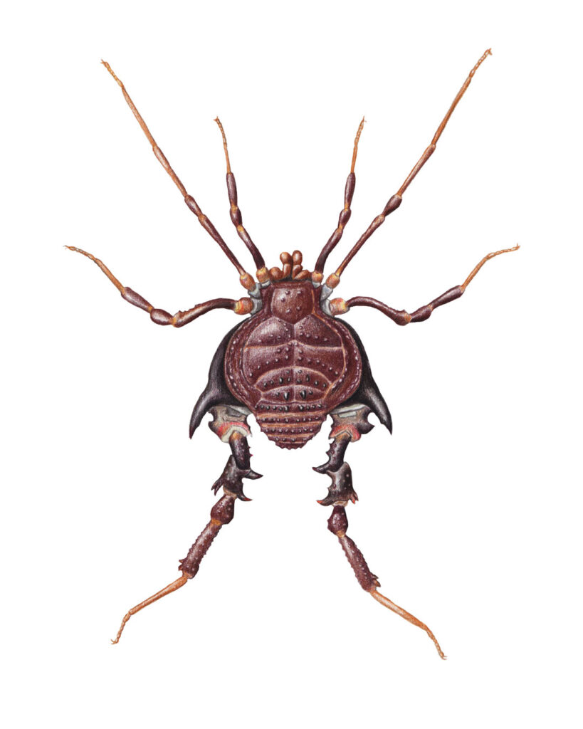 Arachnid illustrated with Polychromos colored pencils — arthropod illustrations