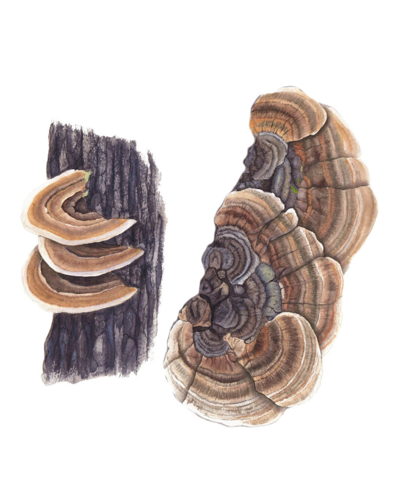 Trametes versicolor illustration
