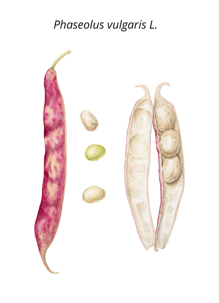 Cranberry bean illustration (Phaseolus vulgaris)