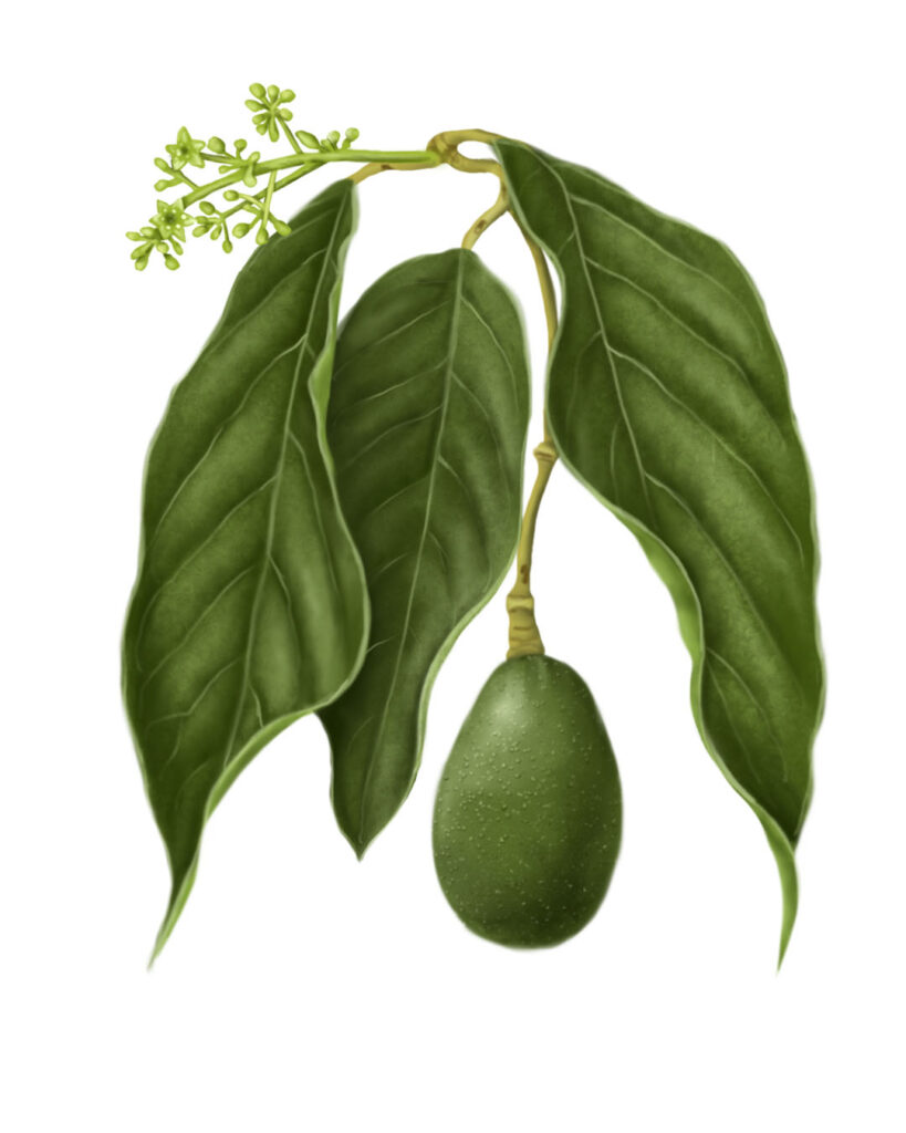 Avocado tree, Persea americana illustration