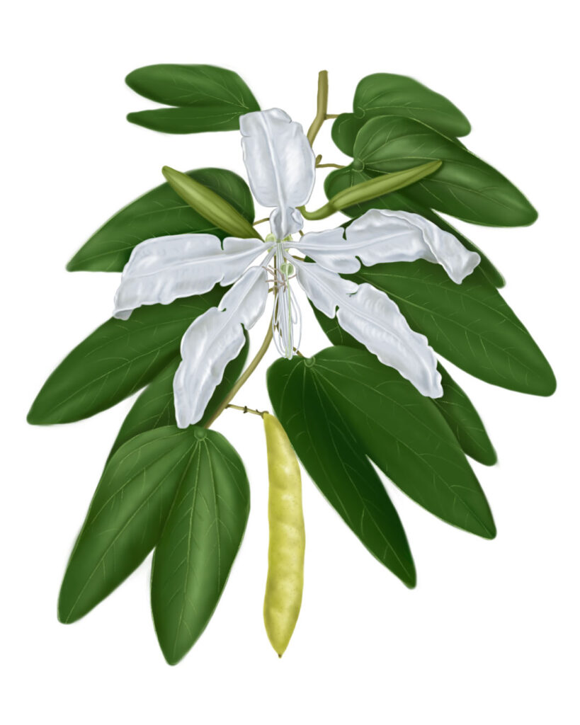 Botanical Illustrations of the Pata de Vaca Tree (Bauhinia forficata)