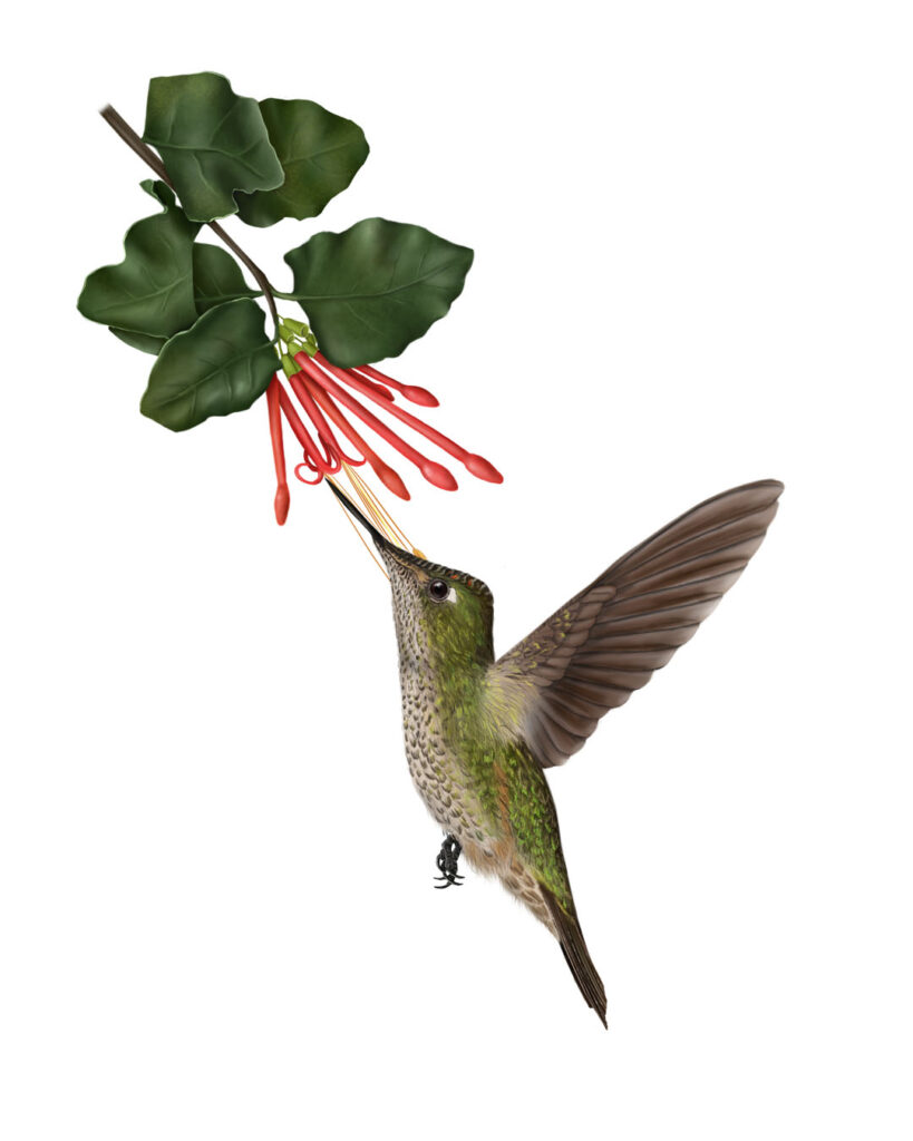 Green-backed Firecrown (Sephanoides sephaniodes)